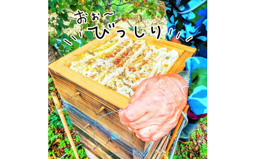 はちみつ セット 宮城県 登米市産 150g ( 50g × 3瓶 ) 三滝堂ハニー - 宮城県登米市｜ふるさとチョイス - ふるさと納税サイト