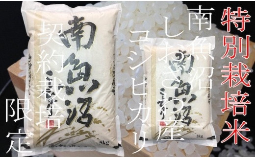 【定期配送4Kg×12ヶ月】特別栽培 生産者限定 南魚沼しおざわ産コシヒカリ - 新潟県南魚沼市｜ふるさとチョイス - ふるさと納税サイト