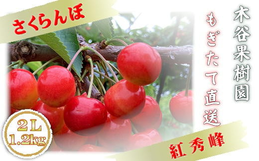 4-019-002　木谷果樹園のさくらんぼ　紅秀峰（2L）1.2kg【R5先行予約】