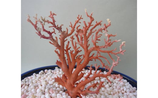 珊瑚職人館の珊瑚の原木・拝見・置物（g69）