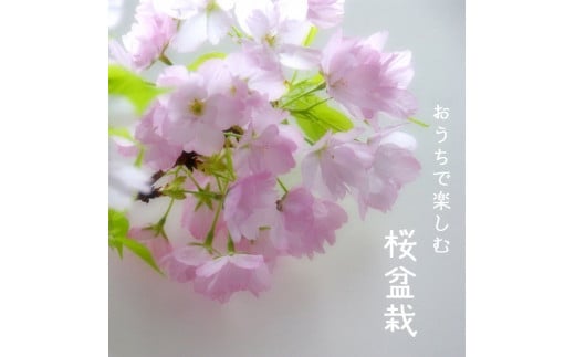 R4-102　桜盆栽　旭山桜（白鉢・黒鉢セット）