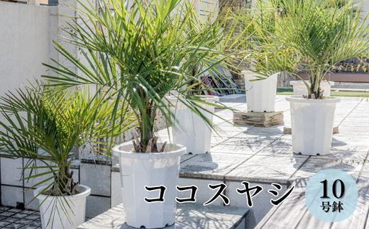 ココスヤシ 10号鉢 庭木 観葉植物【南国リゾートガーデンに人気