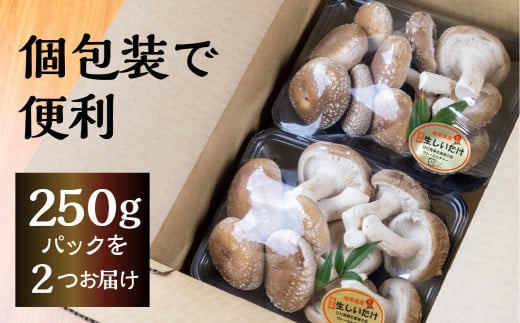 菌床しいたけ 2パック 計約500g 国産 椎茸 シイタケ 生しいたけ きのこ キノコ 鍋に すきやきに syun25 -  岐阜県飛騨市｜ふるさとチョイス - ふるさと納税サイト