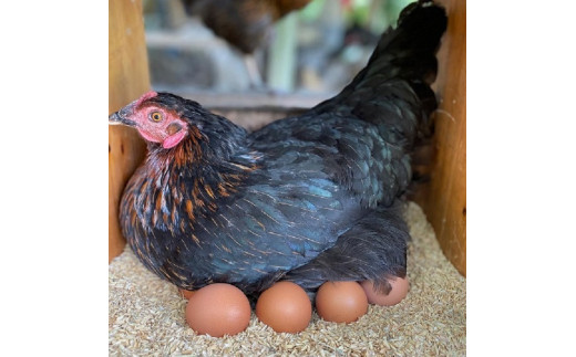 薬剤の投与もなく自然の餌を食べている鶏が産む自然の卵です
