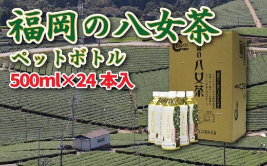 【八女産茶葉100％使用】福岡の八女茶（煎茶）500mlペットボトル24本入り