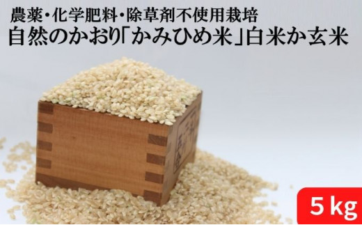 自然のかおり「かみひめ米」 白米5kg