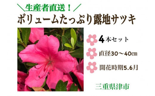 【生産者直送】枝にボリュームある露地栽培サツキ(ピンク花)4本