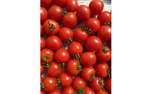 B81 ミニトマト・カラートマト食べ比べセット10袋 約2kg - 愛媛県伊予