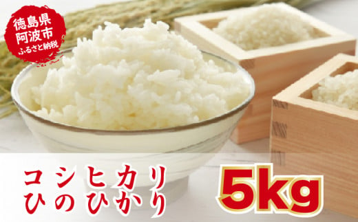 こしひかり ひのひかり 精米済 5kg お米 白米 令和5年産 1323250 - 徳島県阿波市