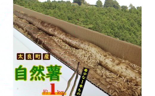 太良町産 自然薯[1本もの]約1kg(1〜2本)