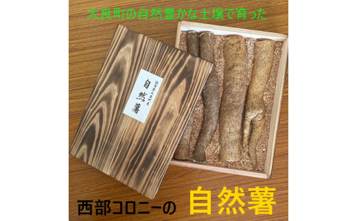 太良町産 自然薯[カット]約1kg(4〜5本) 木箱入り