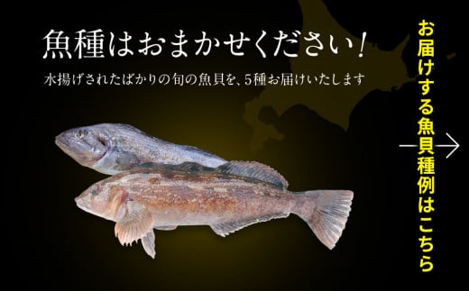 【2024年4月下旬発送】北海道産 旬のお刺身＜5種＞盛り合わせセット 約500g 約4～5人前 海鮮 冷凍 ほたて さくらます ほっけ いか たこ  にしん つぶ貝 等