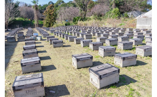 蜂蜜３種（みかん・くろがねもち・百花）各175g - 愛知県半田市