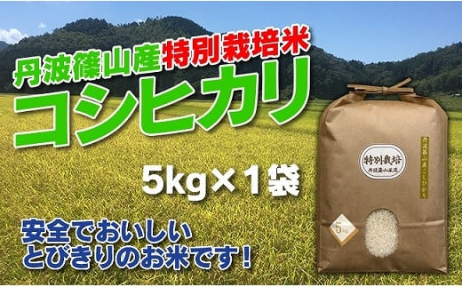 お米のおいしさ伝えたい！特別栽培米コシヒカリ5kg×1 753675 - 兵庫県丹波篠山市