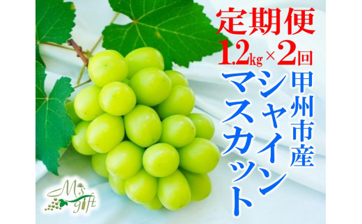 C23-101．《定期便》甲州市産旬のシャインマスカット1.2ｋｇ×2回発送（MG）