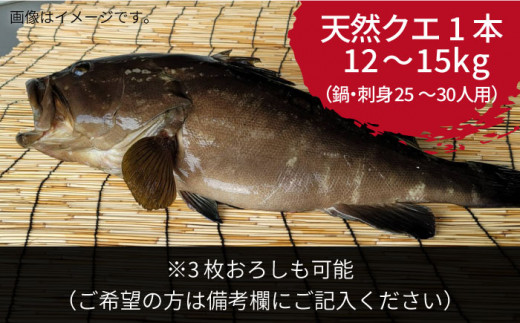 9月～翌年1月限定】 天然クエ 丸もの 12〜15kg（ 鍋・刺身：約25〜30人前） 《壱岐市》【丸和水産】[JCJ012] クエ くえ 冷蔵 直送  海鮮 鮮魚 刺身 刺し身 お刺身 クエ鍋 くえ鍋 1本 1匹 高級魚 600000 600000円 60万円 - 長崎県壱岐市｜ふるさとチョイス -  ふるさと納税サイト