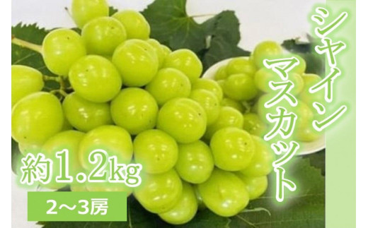 【先行予約／数量限定300】樹上完熟シャインマスカット1.2kg(2～3房)（2023年9月下旬～発送）
