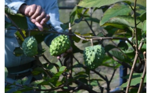 アテモヤ （2kg） - 鹿児島県与論町｜ふるさとチョイス - ふるさと納税