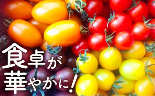 おまかせMIX カラフル ミニトマト 約1.2kg トマト ミニ トマト プチトマト とまと ミニとまと【小値賀町】《りんたろうファーム》  [DAE002]