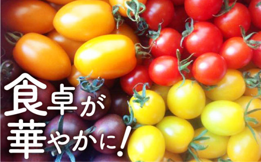 4色5種MIX カラフル ミニ トマト 1.2kg
