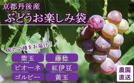 【先行予約／数量限定20】京都丹後産　ぶどうお楽しみ袋（2023年9月～発送）