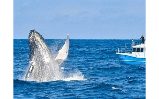 奄美大島 ゆったり見れるホエールウォッチング(6時間） - 鹿児島県瀬戸内町｜ふるさとチョイス - ふるさと納税サイト