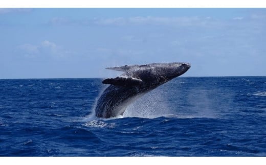 奄美大島 ゆったり見れるホエールウォッチング(6時間） - 鹿児島県瀬戸内町｜ふるさとチョイス - ふるさと納税サイト