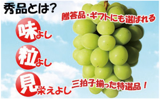 令和６年発送分】岡山県産 シャインマスカット晴王×ニューピオーネ ２