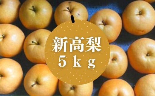 ＜訳あり・不揃い＞新高梨(約5kg)梨 なし フルーツ 果物 くだもの 果実【109800900】【高橋　憲明】 1482691 - 大分県宇佐市