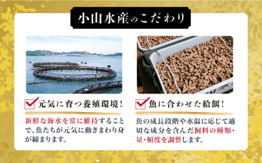 【着日指定可】【呼子ノ瀬戸名物】 養殖 ブリ 「光鰤」半身 皮付き 約1.6～1.8kg＜小山水産＞ [CDZ005]|有限会社小山水産