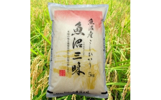 【定期便】【魚沼産コシヒカリ】魚沼三昧(R)　5kg×3回 505556 - 新潟県十日町市