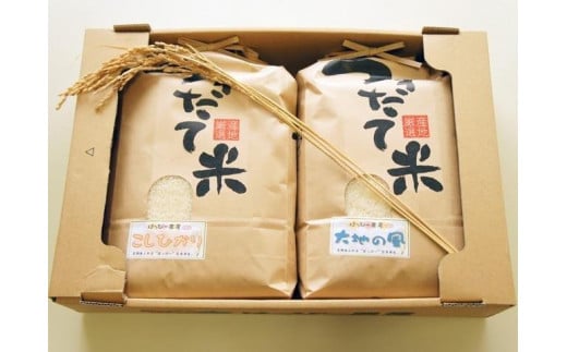 令和5年産特別栽培米コシヒカリ・大地の風　白米3ｋｇ×２ 630649 - 愛知県豊田市