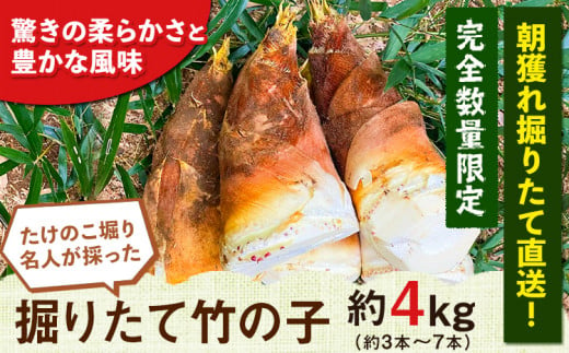 【2025年3月先行予約】熊本県 御船町 掘りたてたけのこ 4kg タケノコ 竹の子 冷蔵 ギフト グルメ 野菜 お祝い 春 筍《2025年3月上旬-4月下旬頃出荷》 有限会社ニシムラ
