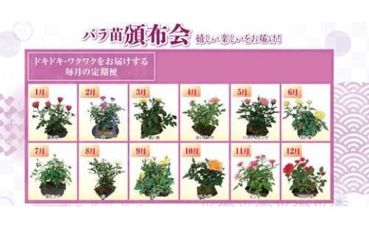ミニバラ盆栽頒布仕立て　頒布会１２か月 739012 - 愛知県稲沢市