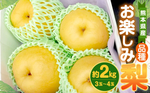 【先行予約】品種お楽しみ 熊本県産 梨 約2kg (3玉～4玉)  フルーツ 果物