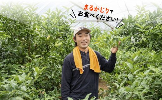 完熟きんかん たまたまエクセレント（R5年2月発送開始）C-9 