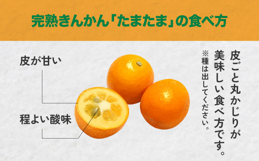 完熟きんかん たまたまエクセレント（R5年2月発送開始）C-9 