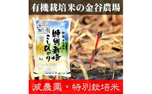 新潟県産特別栽培米コシヒカリ　白米５ｋｇ 714721 - 新潟県上越市