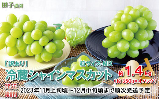  [No.5657-3202]【訳あり パック詰め】冷蔵シャインマスカット約1.4kg（約350ｇ×4パック) 粒サイズMIX《田子農園》■2023年発送■※11月上旬頃～12月中旬頃まで順次発送予定