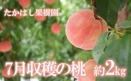 No.2530【先行予約】たかはし果樹園の桃　7月収穫約2kg【2024年発送】 640848 - 福島県福島市