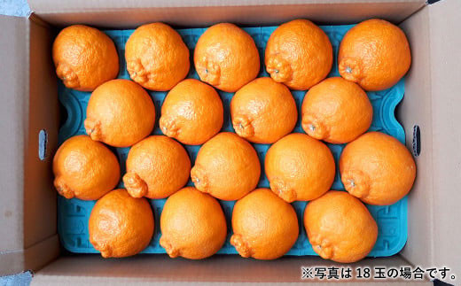 宇城市産 不知火 木村果樹園 5kg 柑橘 果物