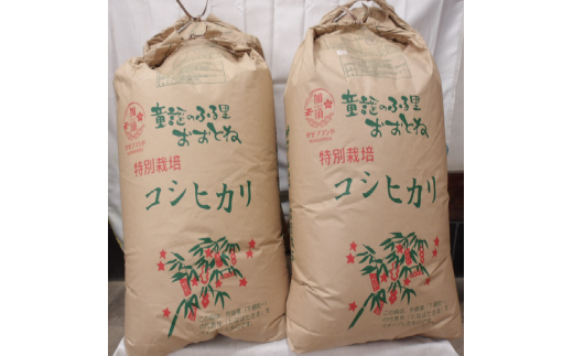 C-8　特別栽培米コシヒカリ　精米または玄米のままで３０㎏ 玄米のまま30ｋｇ×１袋 220049 - 埼玉県加須市
