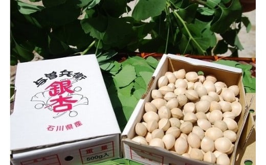 【復興支援】奥能登産 銀杏 (殻付き) サイズ：中 1.5kg 718963 - 石川県能登町