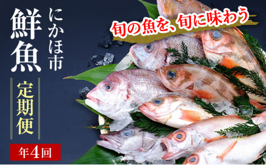 年4回 定期便 下処理済 鮮魚 2~3人前 届けばすぐ食べられる鮮魚セット 詰め合わせ(お魚ボックス パック)