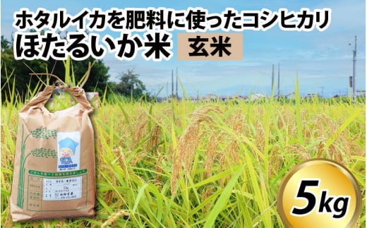 【訳あり】ほたるいか米（玄米５kg）【通年発送】 711881 - 富山県滑川市
