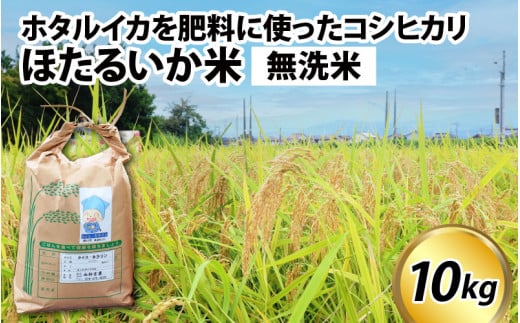 【訳あり】ほたるいか米（無洗米10kg）【通年発送】 711890 - 富山県滑川市