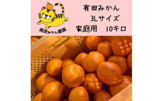 温州みかん　家庭用 10kg ( 3Lサイズ以上 ) 大きいミカンが好きな人におすすめ|浦虎みかん農園