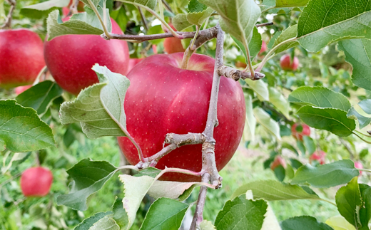 フルーツファームおやまださんのりんご畑。