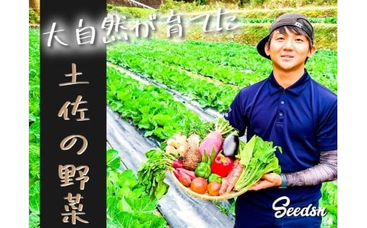 【高知県香美市】新鮮野菜BOX(味わいセット）8～12種