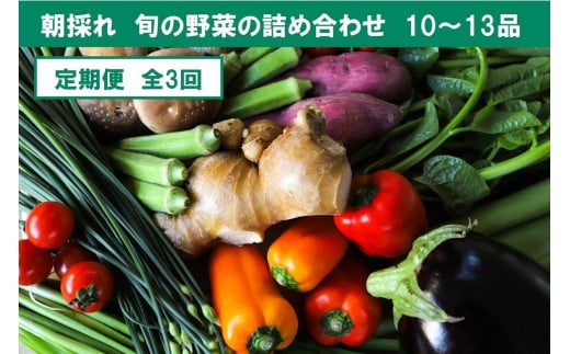 【定期便3回】旬の朝採れ土佐野菜詰め合わせ（10～13品目）詰め合わせ 野菜セット 野菜 ギフト やさいセット お取り寄せグルメ 家庭用 旬野菜 新鮮 特産 農薬不要 食材 917200 - 高知県香美市